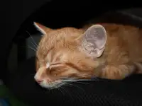 Домашний котенок 4 мес. Любит спать на ручках, добрый, очень нежный, фотография 4