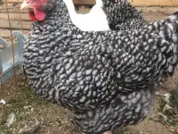 Куры несушки доставка по району