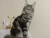 Мейн Кун, девочка, фотография 2
