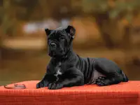 Щенки Кане-корсо