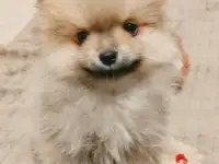 Щенки Померанский шпиц
