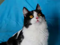Красивый котик Масяня ищет семью!, фотография 4