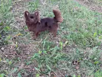 Мальчик чихуахуа ищет дом, фотография 2