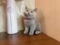 Британские котята, фотография 3
