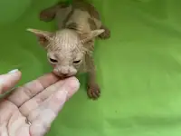 Котенок породы канадский сфинкс, фотография 2
