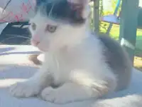 Милые котята ищут дом