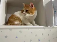 Чудесный рыжий котик Бонечка ищет дом и семью!, фотография 8