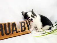 Щенки чихуахуа из породного питомника JudiTeilor, фотография 3
