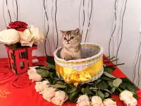 Шотландские котята, фотография 2