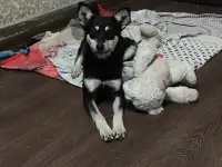 Отдам в добрые руки, фотография 4