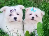 Мальтийской болонки щенки, фотография 2