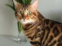 Вязка бенгальских кошек, фотография 7