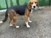 Щенки эстонской гончей, фотография 5