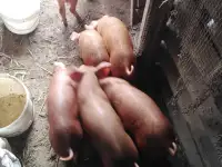 Поросята дюрок, фотография 2