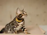 Бенгальская девочка, фотография 3