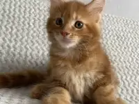 Котенок мейн кун, фотография 3
