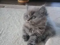 Британские котята