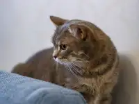 Серая полосатая кошка Эльза в дар!, фотография 3