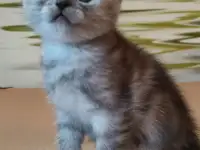 Британские котята, фотография 9