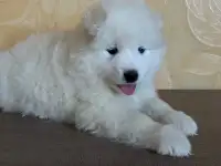 Щенки самоеда, фотография 2