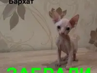 Котята канадского сфинкса браш, резинка, бархат, фотография 4