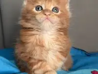 Котята Мейн-кун, фотография 3