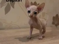 Котята канадского сфинкса браш, резинка, бархат, фотография 5