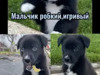 Щенки бесплатно, фотография 2