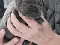 Щенок Кане Корсо
