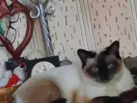 Отдам кота, фотография 2