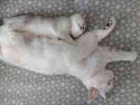 Котята, фотография 5