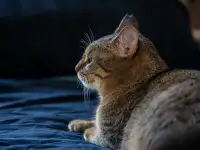Кошка Малява ищет дом, фотография 6