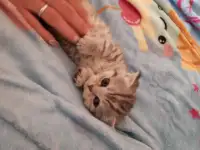 Котята, фотография 4