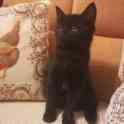 Котенок ищет дом, фотография 2