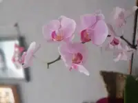 Орхидеи, фотография 2