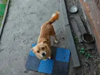 Отдам в хорошие руки, фотография 4