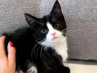 Котята в дар, фотография 5