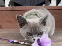 Котенок Европейской Бурмы голубого окраса, фотография 12