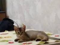Абиссинский котенок