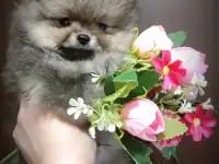 Померанский шпиц щенки. Мини мишки, фотография 6