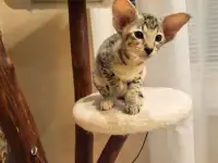Ориентальный котенок, фотография 4