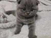 Котятки, фотография 5