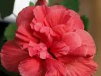 Продам цветы, фотография 6
