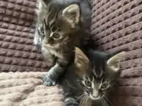 Котята породы Мейн-кун, фотография 2