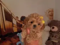 мини мальтипу ф1 девочка и мальчик  maltipoo f1 girl, фотография 9