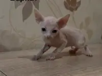 Котята канадского сфинкса браш, резинка, бархат, фотография 7