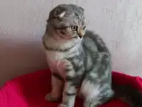 Шотландские котята с голубыми глазами, фотография 9