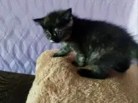 Котята Скоттиш-Страйт, фотография 8