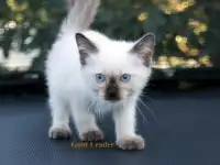 Котята Той-боб Редкая порода и бенгальские, фотография 8