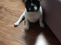 Французский бульдог, фотография 3